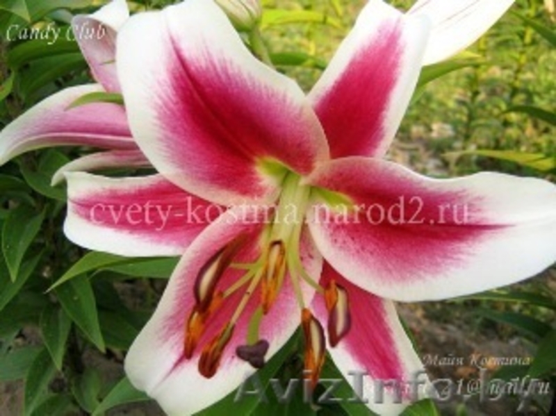 Предлагаю разнообразные лилии - Изображение #8, Объявление #327088