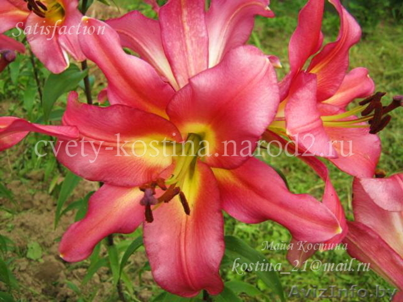 Предлагаю разнообразные лилии - Изображение #10, Объявление #327088