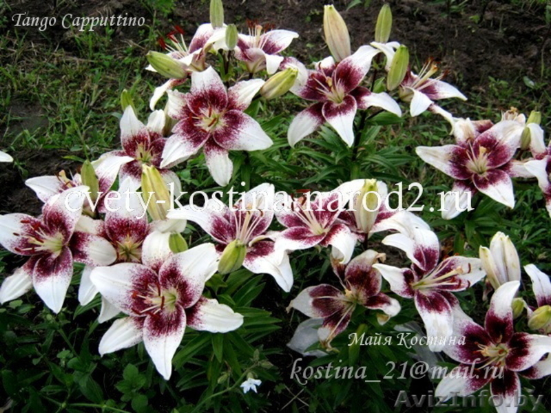 Предлагаю разнообразные лилии - Изображение #7, Объявление #327088