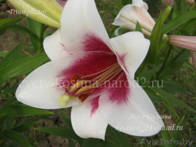 Предлагаю разнообразные лилии - Изображение #9, Объявление #327088