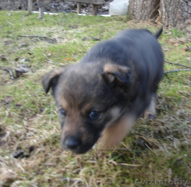 Щеночки, 2 месяца, в хорошие руки - Изображение #1, Объявление #610477