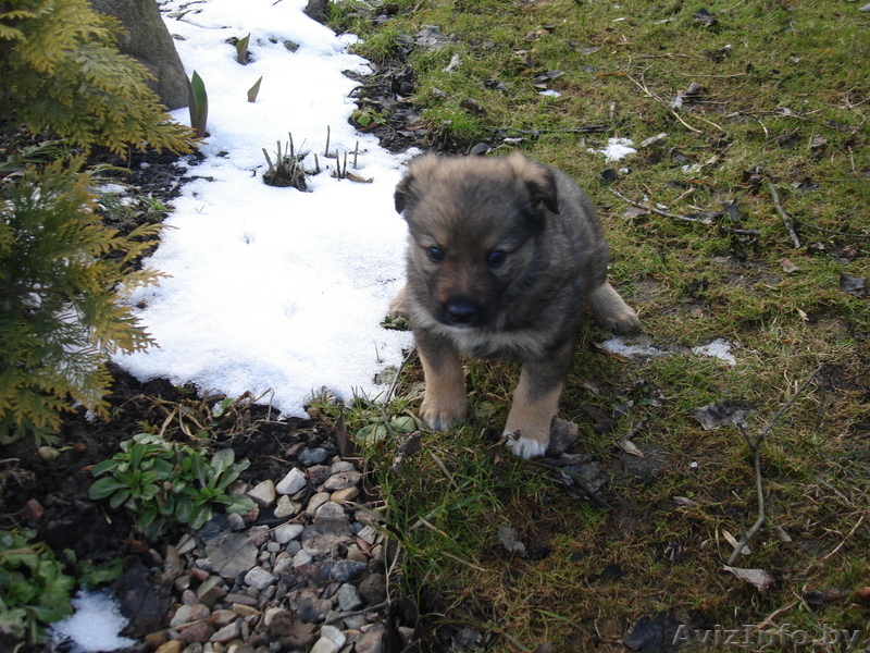 Щеночки, 2 месяца, в хорошие руки - Изображение #2, Объявление #610477