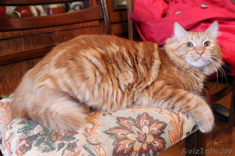 Маркиз - кот аристократических кровей - Изображение #3, Объявление #642647