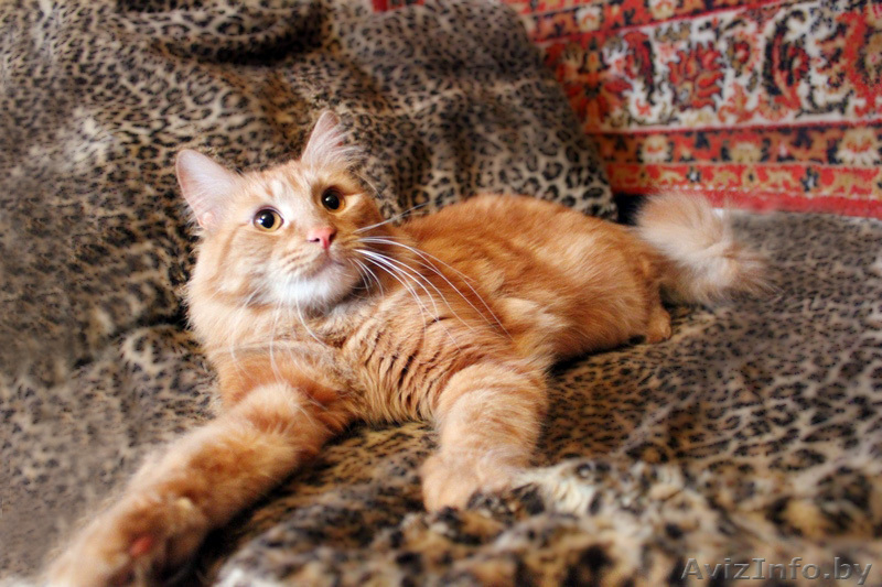 Маркиз - кот аристократических кровей - Изображение #4, Объявление #642647