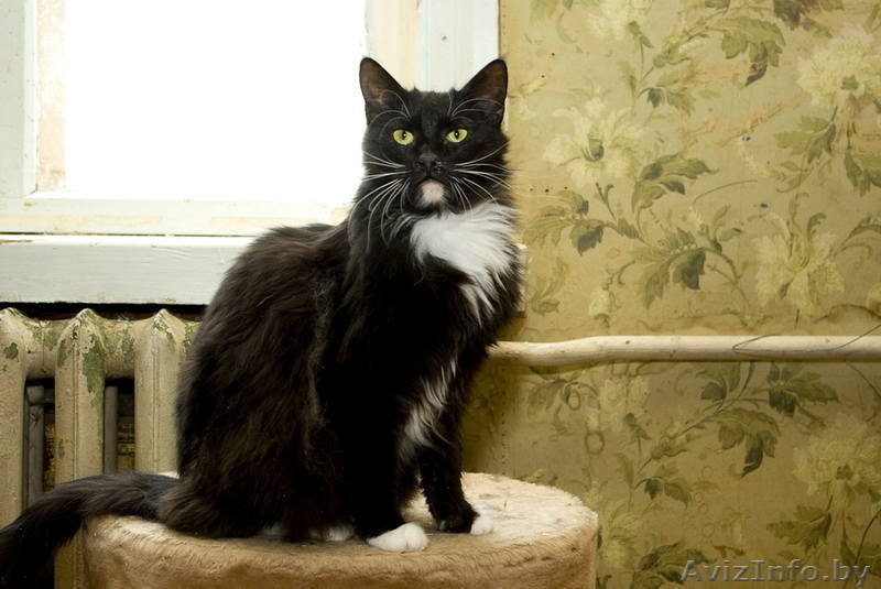 МУРЛЕ - черно-белая кошка - Изображение #3, Объявление #537487