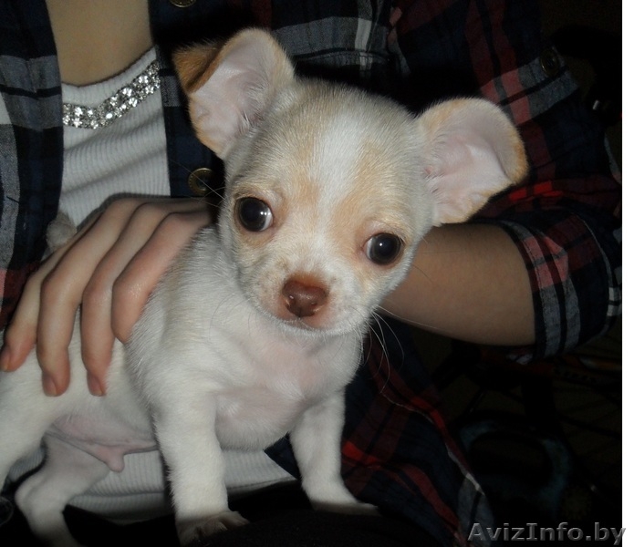 Щенок чихуахуа мальчик - Изображение #1, Объявление #640697