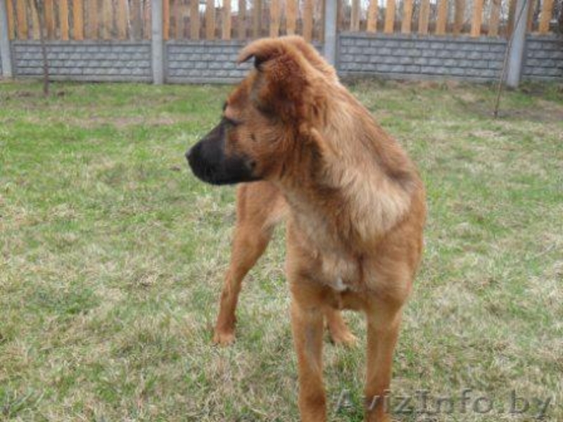 Маленькая Анфиса ищет новый дом! - Изображение #1, Объявление #633593