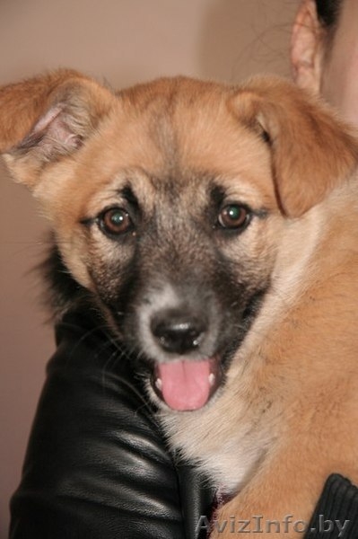 Маленькая Чапа ищет дом! - Изображение #1, Объявление #614597