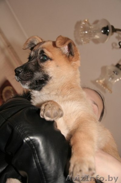 Маленькая Чапа ищет дом! - Изображение #5, Объявление #614597