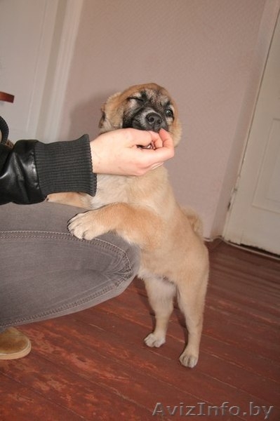 Маленькая Чапа ищет дом! - Изображение #4, Объявление #614597