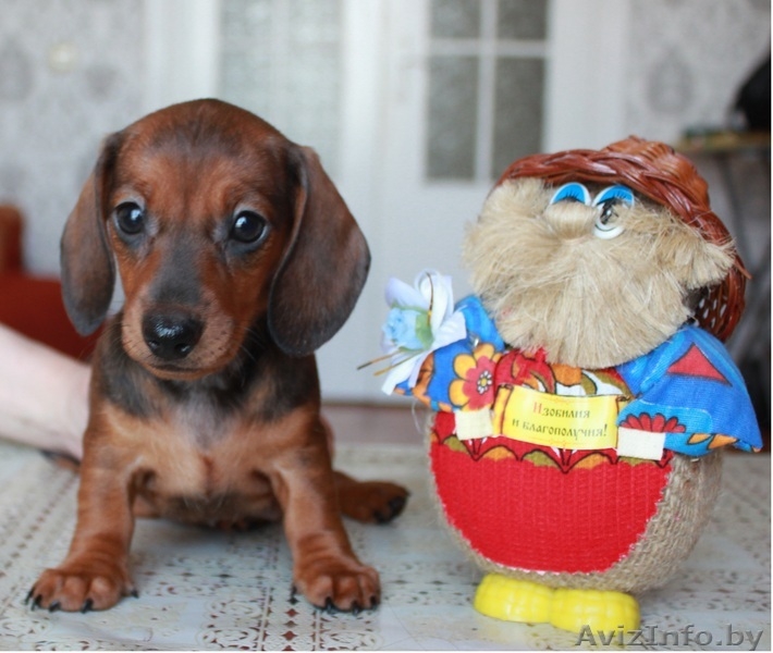 Щенки кроличьей и карликовой таксы от титулованных родителей - Изображение #2, Объявление #671176