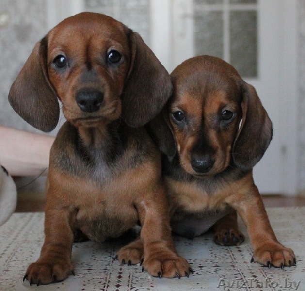 Щенки кроличьей и карликовой таксы от титулованных родителей - Изображение #3, Объявление #671176