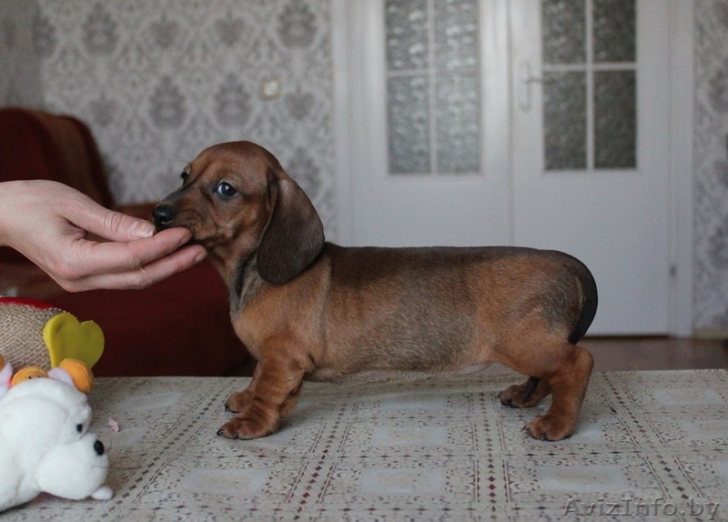 Щенки кроличьей и карликовой таксы от титулованных родителей - Изображение #1, Объявление #671176