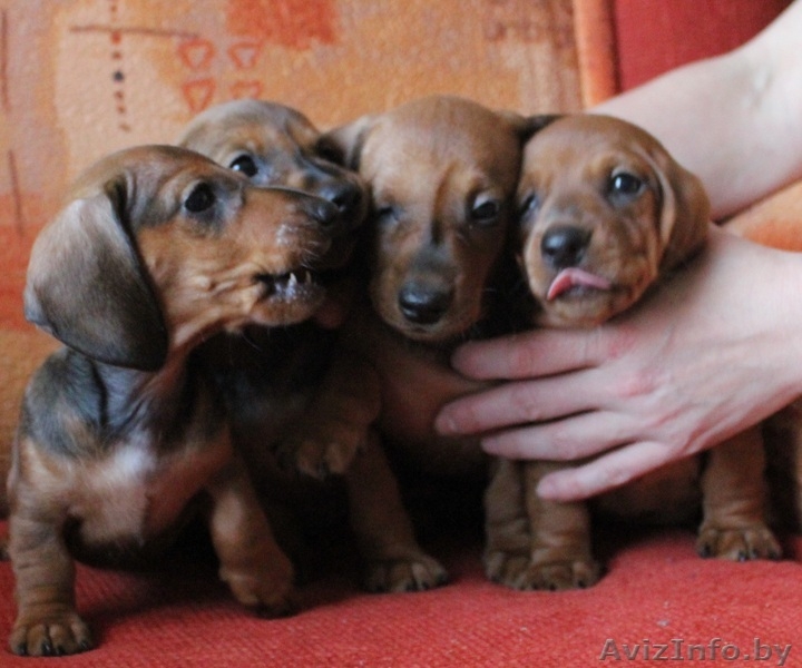 Щенки кроличьей и карликовой таксы от титулованных родителей - Изображение #7, Объявление #671176