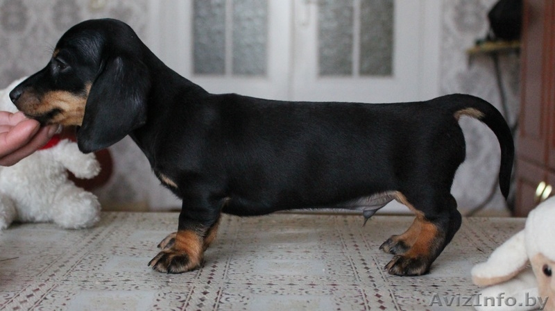 Щенки кроличьей и карликовой таксы от титулованных родителей - Изображение #6, Объявление #671176