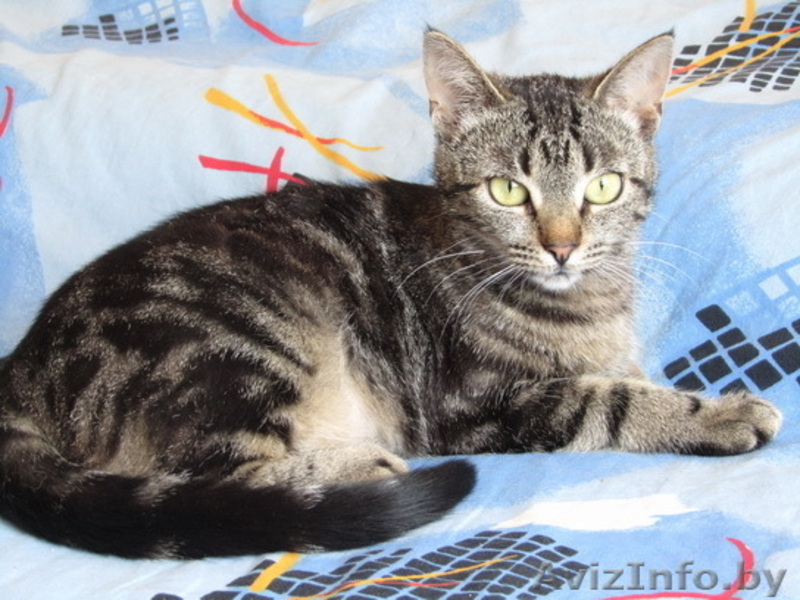 Роза – молоденькая самодостаточная красотка в добрые руки - Изображение #4, Объявление #665000