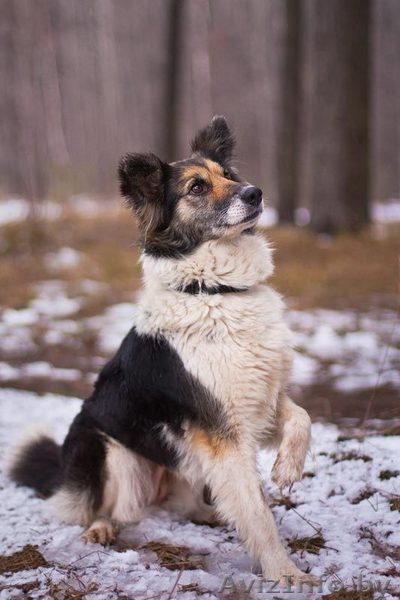 Милая собака ЛАСКУША ищет дом - Изображение #2, Объявление #649753