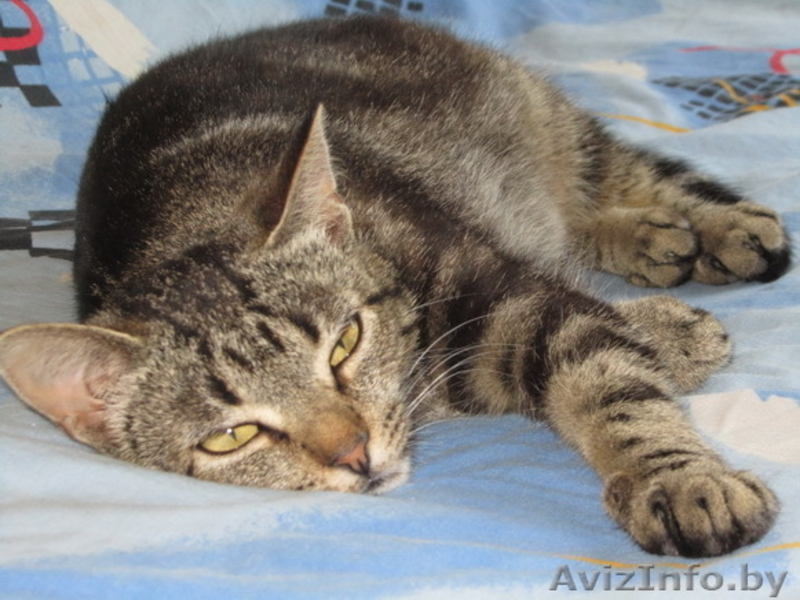 Роза – молоденькая самодостаточная красотка в добрые руки - Изображение #1, Объявление #665000