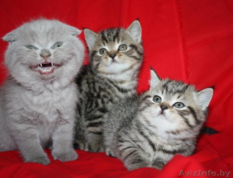 Шотландские вислоухие и прямоухие котята (скоттиш фолд и скоттиш страйт)       - Изображение #1, Объявление #666070