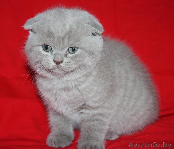 Шотландские вислоухие и прямоухие котята (скоттиш фолд и скоттиш страйт)       - Изображение #2, Объявление #666070