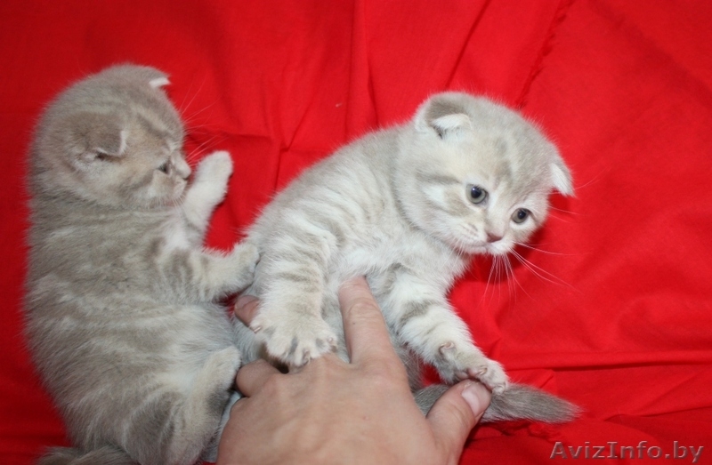 Шотландские вислоухие и прямоухие котята (скоттиш фолд и скоттиш страйт)       - Изображение #3, Объявление #666070