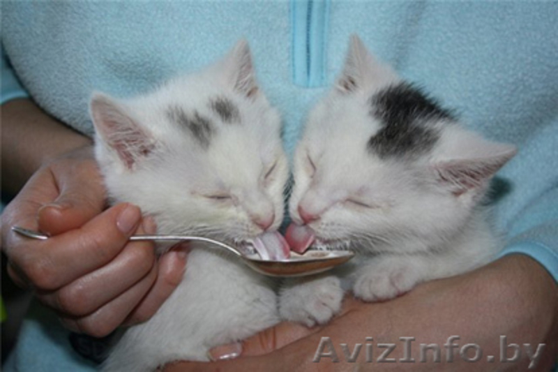 Маленькие котята в дар! - Изображение #3, Объявление #658973