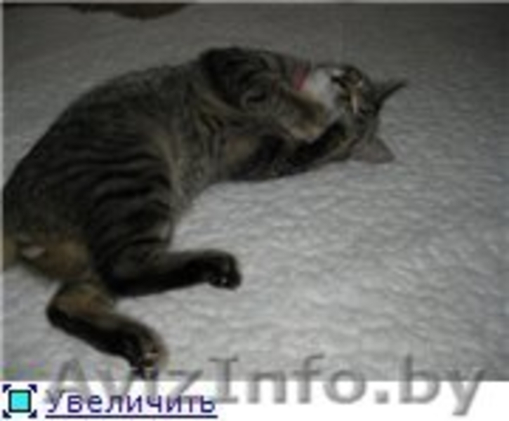 Ласковый котейка Барс ищет хозяев! - Изображение #3, Объявление #652539