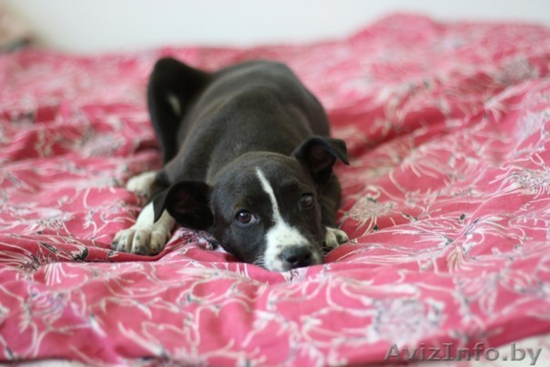 В дар 3-месячный щеночек-девочка - Изображение #2, Объявление #672947