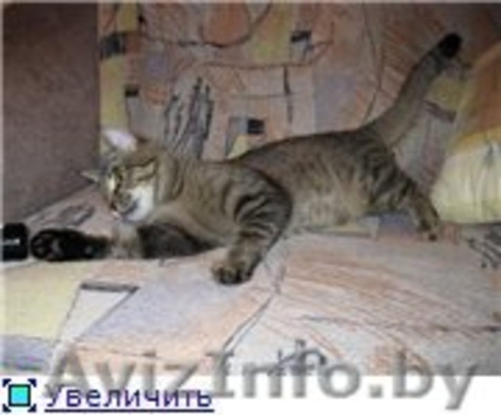 Ласковый котейка Барс ищет хозяев! - Изображение #2, Объявление #652539