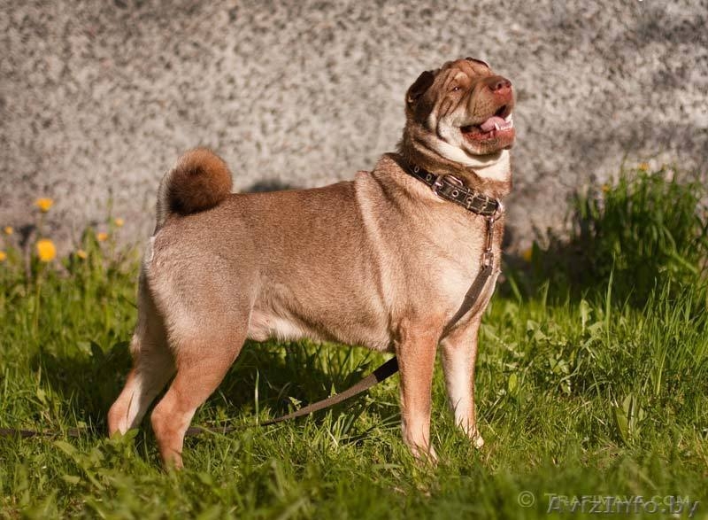 Босс - метис шарпея - Изображение #2, Объявление #645573