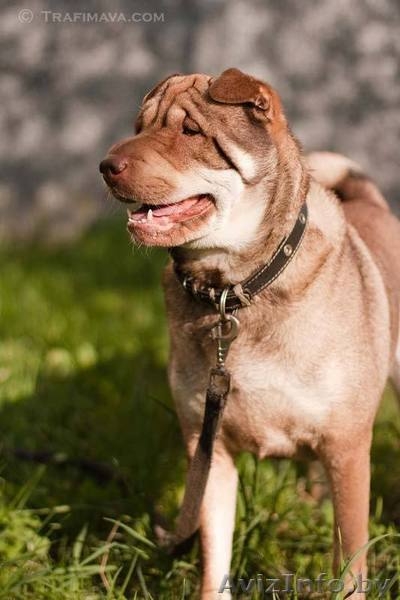 Босс - метис шарпея - Изображение #3, Объявление #645573