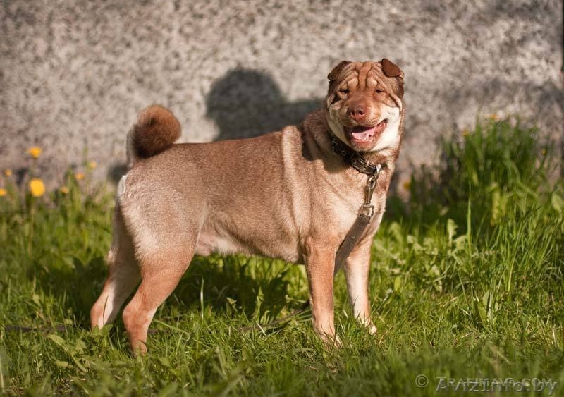 Босс - метис шарпея - Изображение #1, Объявление #645573