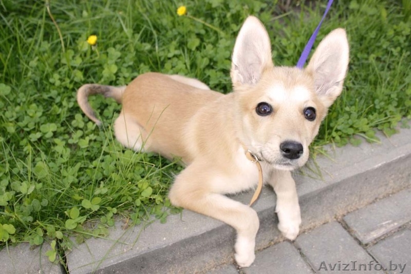 Отдаем даром щенка! - Изображение #1, Объявление #661614