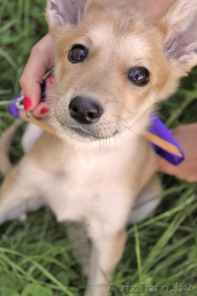 Отдаем даром щенка! - Изображение #3, Объявление #661614