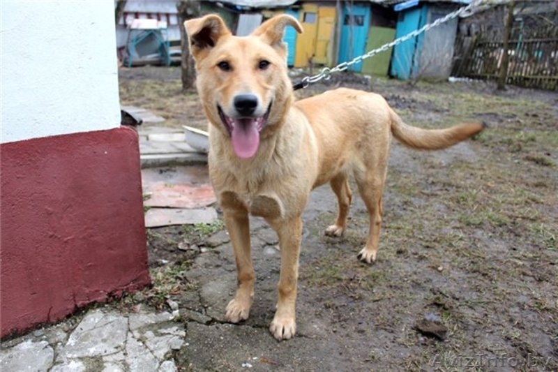 Дик - умный и воспитанный подросток - Изображение #1, Объявление #644585