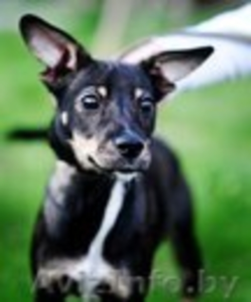 Подросток Макс ищет свою семью! - Изображение #1, Объявление #669893