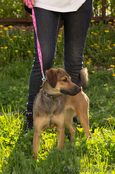 Милаят собачка в дар! - Изображение #2, Объявление #646295