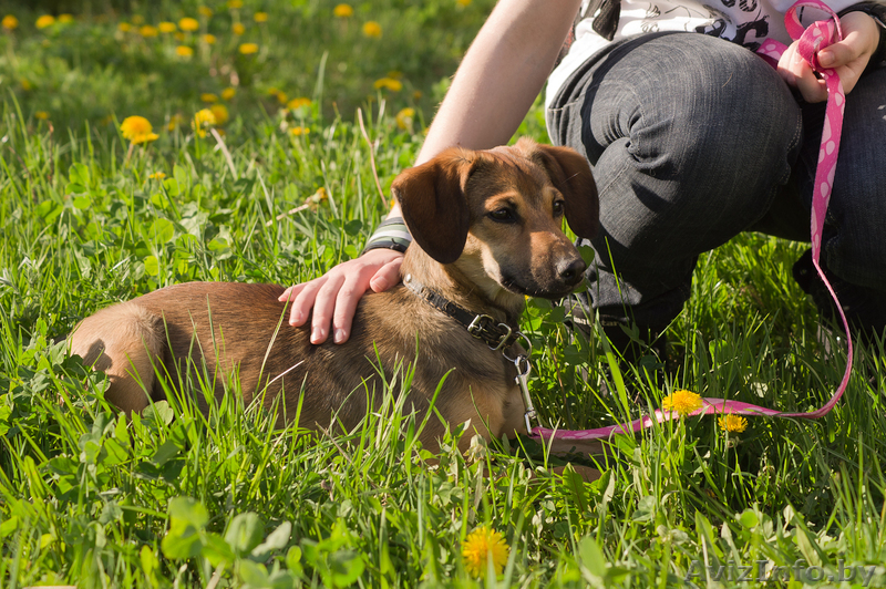 Милаят собачка в дар! - Изображение #3, Объявление #646295