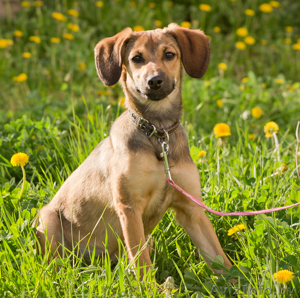 Милаят собачка в дар! - Изображение #6, Объявление #646295