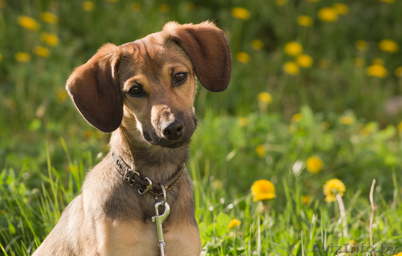 Милаят собачка в дар! - Изображение #5, Объявление #646295