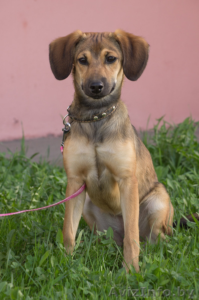 Милаят собачка в дар! - Изображение #4, Объявление #646295