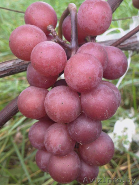 ВИНОГРАД. Саженцы, продаю. - Изображение #8, Объявление #646182