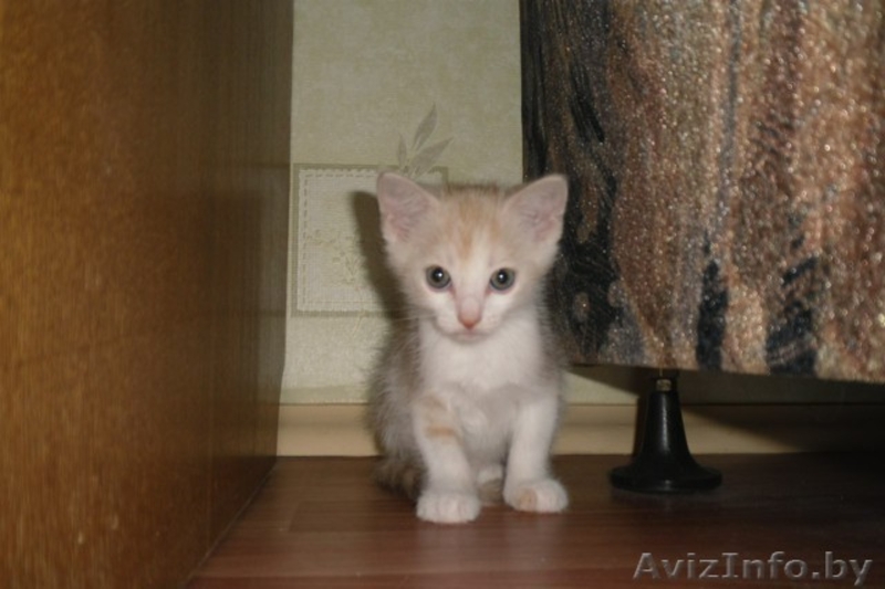 Милый котенок в дар - Изображение #2, Объявление #673681