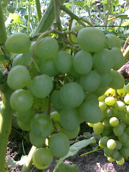 ВИНОГРАД. Саженцы, продаю. - Изображение #3, Объявление #646182