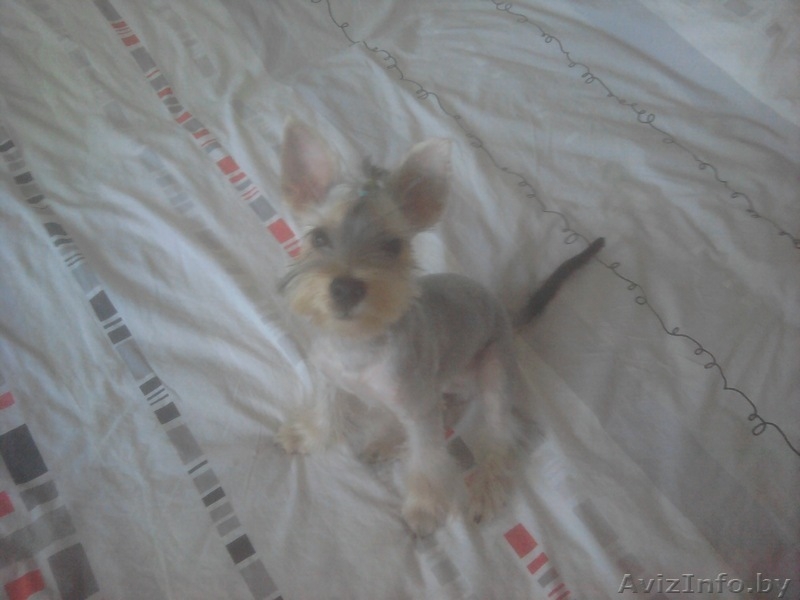 йоркширский терьер вязка "за щеночка" - Изображение #1, Объявление #647240