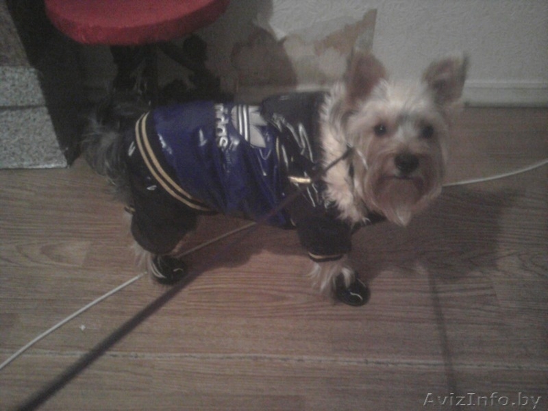 йоркширский терьер вязка "за щеночка" - Изображение #2, Объявление #647240