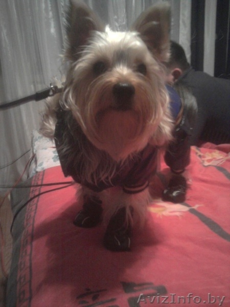 йоркширский терьер вязка "за щеночка" - Изображение #3, Объявление #647240