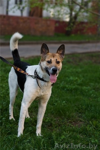 Молодой пёс в хорошие руки - Изображение #2, Объявление #656817