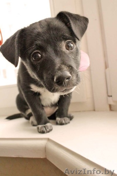  Очаровательный щеночек в дар! - Изображение #4, Объявление #651630