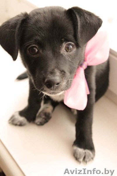  Очаровательный щеночек в дар! - Изображение #5, Объявление #651630